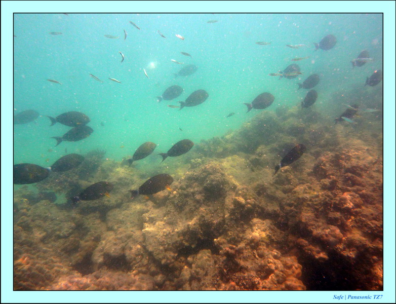 2011 - 03 - Koh Ngai 125